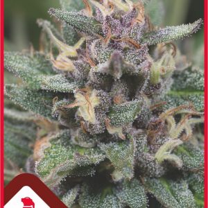 Bluehell Auto x3 - Medical Seeds