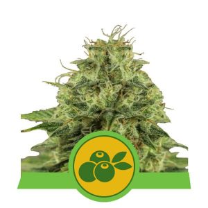 Haze Berry Auto x3 - Royal Queen Seeds