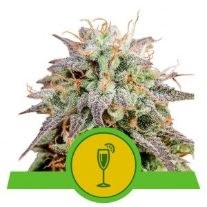 Mimosa Auto x3 - Royal Queen Seeds