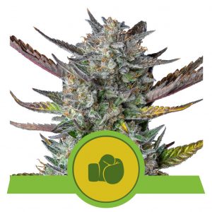 Purple Punch Auto x3 - Royal Queen Seeds