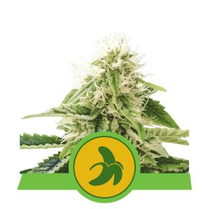 Fat Banana Auto x1 - Royal Queen Seeds