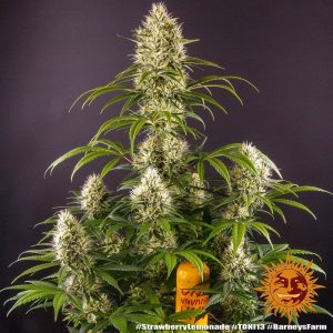 Strawberry Lemonade x3 - Barneys Farm