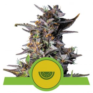 Watermelon Auto x1 - Royal Queen Seeds