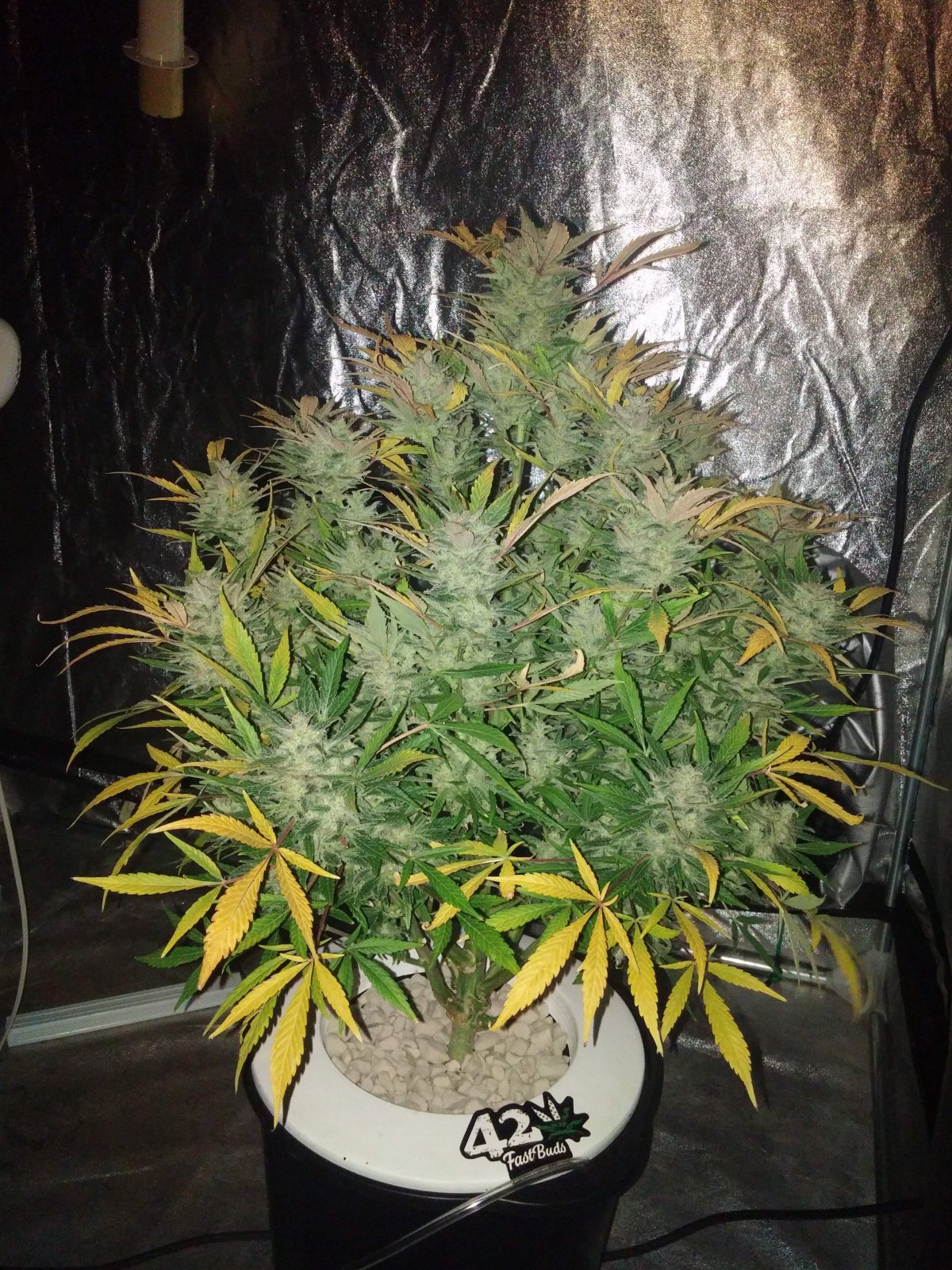 Original Auto White Widow x3 - Fast Buds - Imagen 2