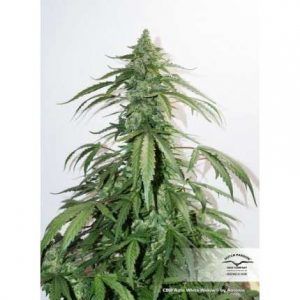 CBD White Widow Auto x3 - Dutch Passion