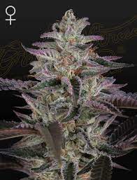 Banana Krumble x3 - Green House