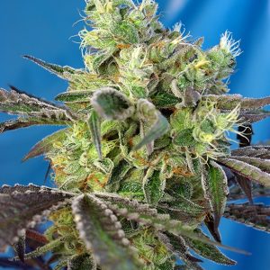Do Sweet Dos x4 - Sweet Seeds