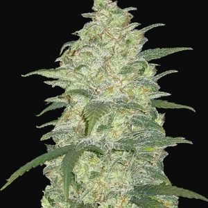 Original Auto White Widow x3 - Fast Buds