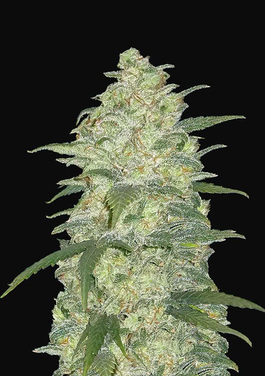 Original Auto White Widow x3 - Fast Buds