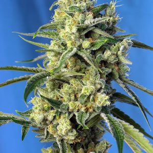 Sweet Amnesia Haze x4 - Sweet Seeds