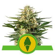 Green Gelato Auto x1 - Royal Queen Seeds