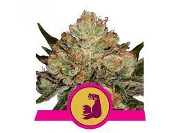 HulkBerry x1 - Royal Queen Seeds