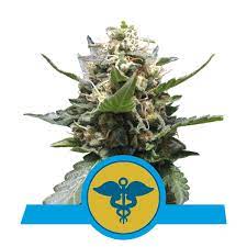 Royal Medic CBD x3 - Royal Queen Seeds