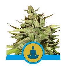 Stress Killer Auto CBD x3 - Royal Queen Seeds