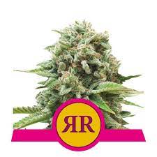 Royal Runtz x1 - Royal Queen Seeds