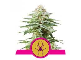 White Widow x1 - Royal Queen Seeds