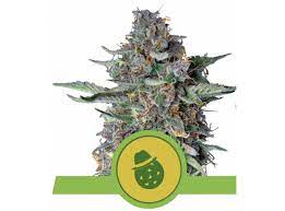 Dosidos Auto x1 - Royal Queen Seeds