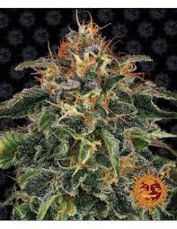 Moby Dick x1 - Barneys Farm