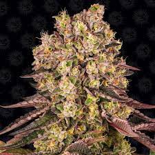 Runtz Muffin x3 - Barneys Farm