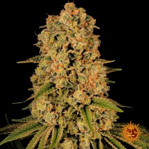 Tropicanna Banana x1 - Barneys Farm