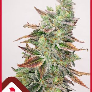Banana Purp x3 (+2 Chanel +) - Medical Seeds