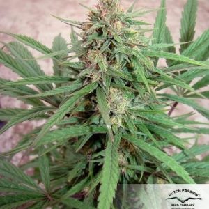 CBD Compassion x3 - Dutch Passion