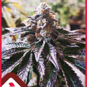 Cookies Purple Punch x3 (+2 chanel) - Medical Seeds