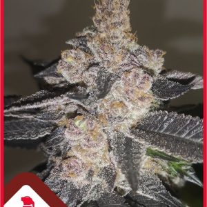 Gelato 242 x3 (+2 Candy Kush) - Medical Seeds