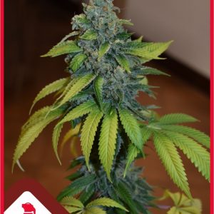 Zkittlez x3 - Medical Seeds