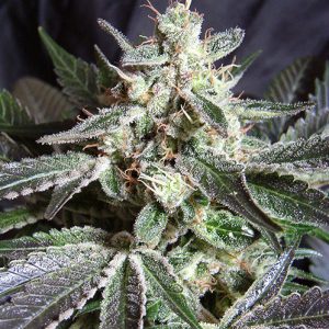 Black Jack FV x4 - Sweet Seeds