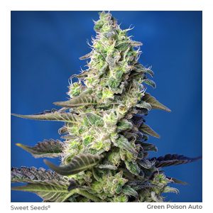 Green Poison XL Auto x25 – Sweet Seeds