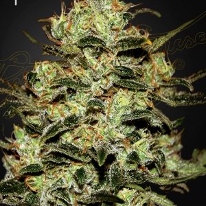 Moby Dick x1 - Green House Seeds
