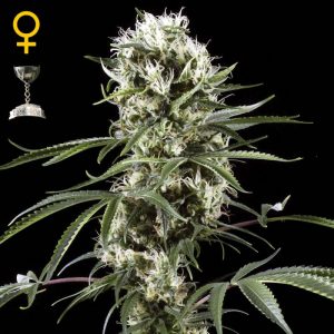 Super Silver Haze x1 – Green House Seeds