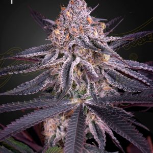 King`s Juice x3 - Green House