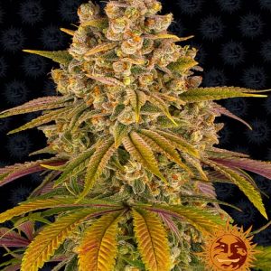 Lemon Tree x1 - Barneys Farm