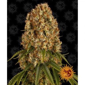 Orange Sherbert x1 - Barneys Farm