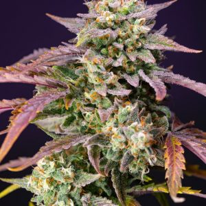Purple Punch OG Auto x4 - Sweet Seeds