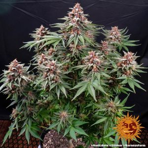 Runtz Auto x1 - Barneys Farm