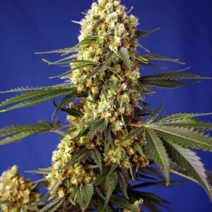 Strawberry Banana Gelato XL Auto x4 - Sweet Seeds