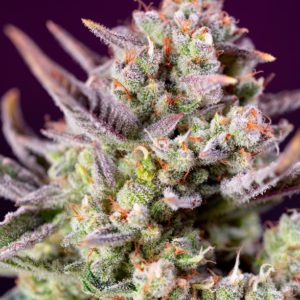 Sweet Zenzation XL Auto x4 - Sweet Seeds