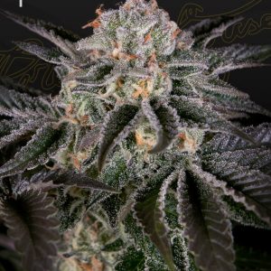 Wonder Pie x3 - Green House Seeds