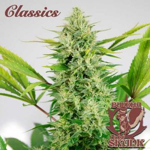Skunk Auto x3 - Buddha Seeds