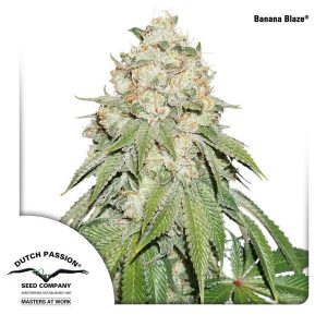 Banana Blaze Fem x100 - Dutch Passion