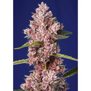 Tropicanna Poison XL Auto x4 - Sweet Seeds