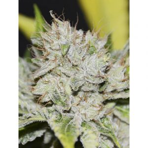 Gorilla Candy x3+1 - Eva Seeds