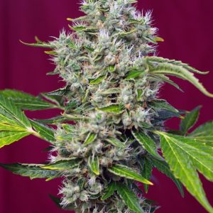 San Fernando Lemon Kush x4 - Sweet Seeds