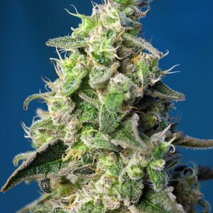 Green Poison XL Auto x1000 - Sweet Seeds