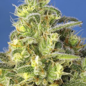 Jack 47 XL Auto x500 - Sweet Seeds