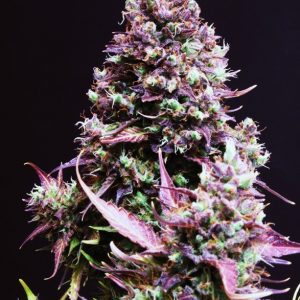 Cream Caramel Auto x1000 - Sweet Seeds