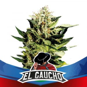 El Gaucho Faster x2 Star Player - BSF (copia)